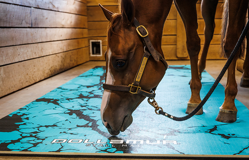 The Ultimate Guide to Dollamur Stall Mats for Horses: Why Premium Stall Flooring Matters