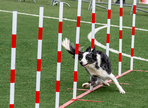 Turf for AKC Training Agility PL307