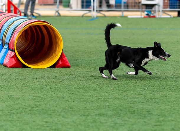 Turf for AKC Training Agility PL307