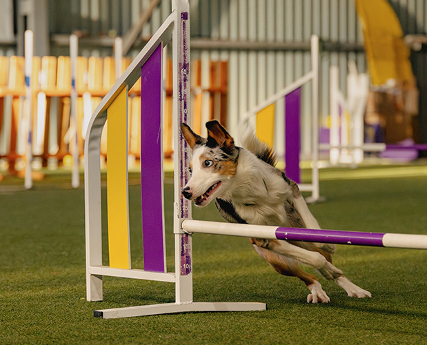 Turf for AKC Training Agility PL307